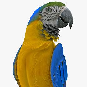 Blue and Gold Macaw Rigged